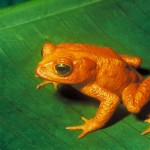 Sapo Dorado (Incilius periglenes)