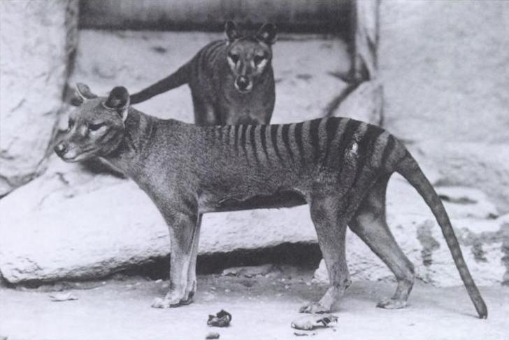 Thylacinus (Tigre de tasmania)