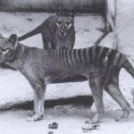 Fotos de animales ya extintos que tal vez no conocías